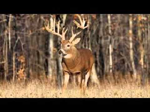 camera iphone 8 plus apk The horny Deer movie