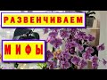 РАЗВЕНЧИВАЕМ МИФЫ ОБ ОРХИДЕЯХ: СУХОЙ ПЕРИОД, ВОДА В ТОЧКЕ РОСТА. КАНАЛУ ТРИ МЕСЯЦА! ПОДВОДИМ ИТОГИ!