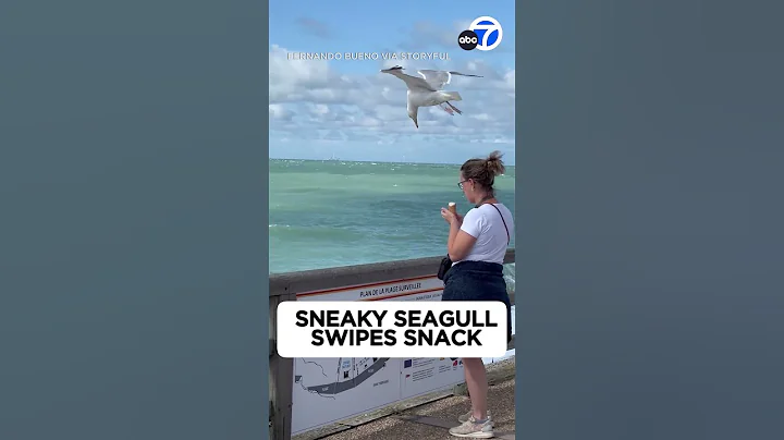Sneaky seagull swoops in, steals a bite of ice cream from woman