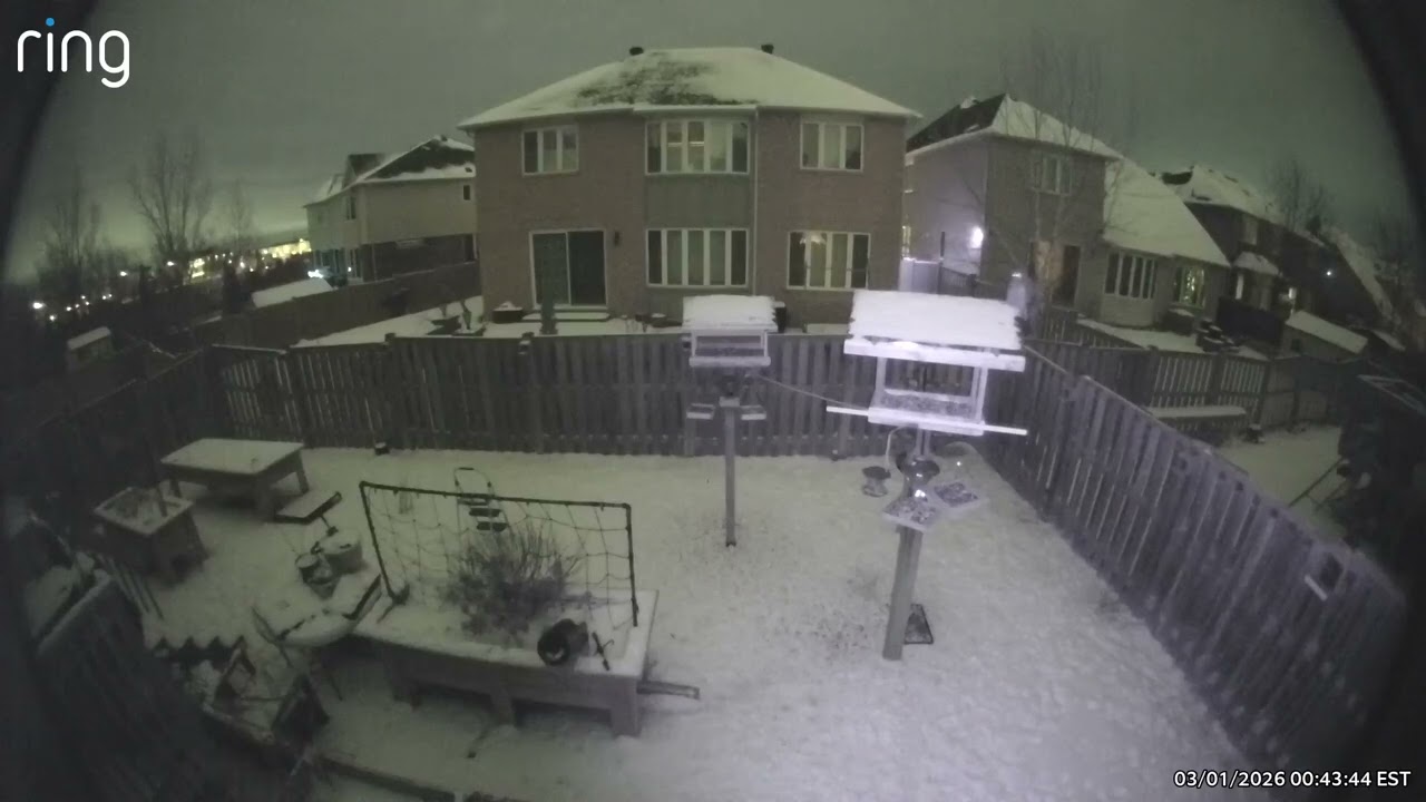 Mystery Owl came to visit our feeders last night. Possibly a Barn Owl 