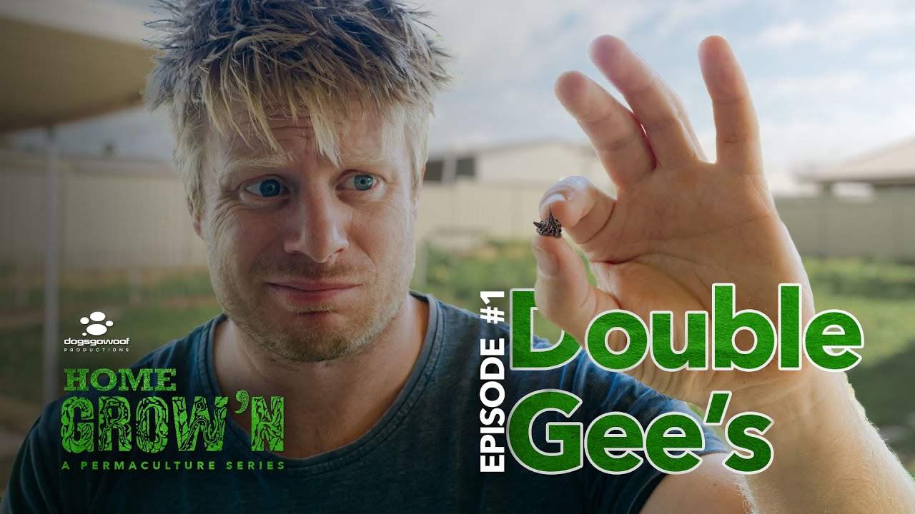 EP #1 : How I got rid of Double Gee Prickle (without pesticides) | Home Grow'n