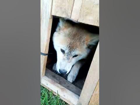 это Японская парода. - YouTube