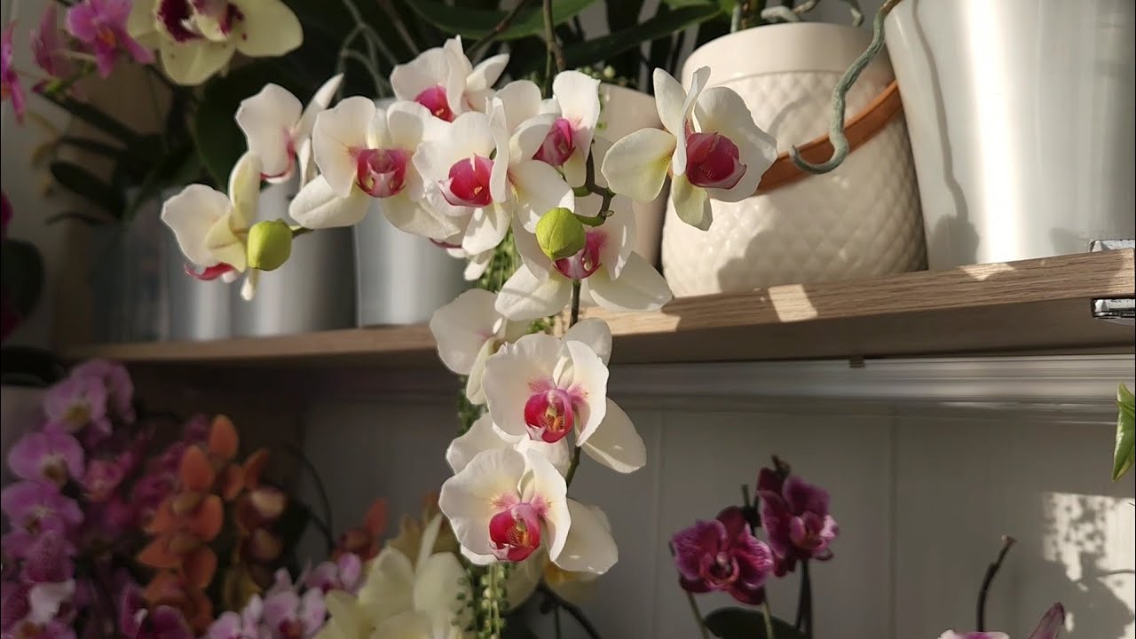 МИФЫ об орхидеях, которые вы слышали или правила ухода, которые я игнорирую😜