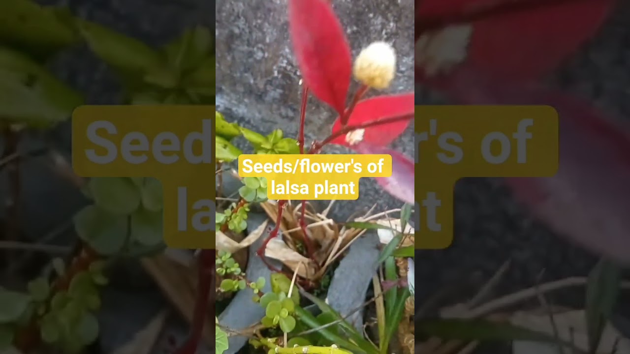lalsa plant ke phool/seeds