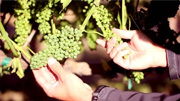 Notes From the Winemaker - Cluster Growth