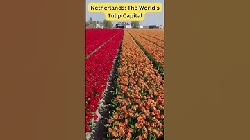 Netherlands: The World