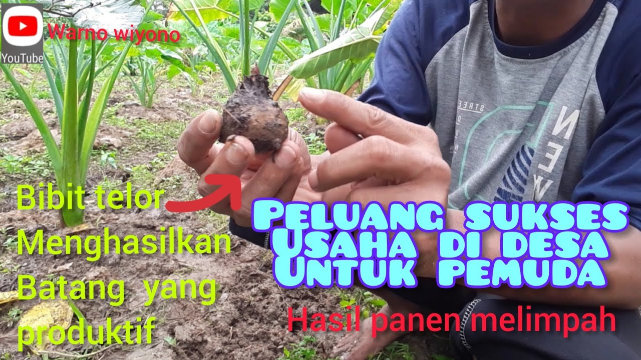 Talas mbote dari bibit telor hasil panen umbi meningkat#Taro egg seeds mbote,harvest incrrases.