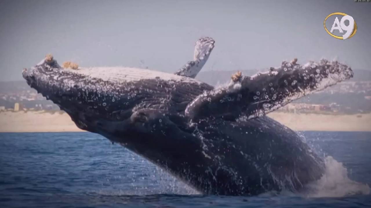 Dogadan Kesfe Balinalar Ucak Teknolojisine Yon Veriyor Balinalar Kambur Balina Sea World Dogadan Kesfe Balinalar Ucak Teknolojisine Yon Veriyor Balinalar Kambur Balina Sea World