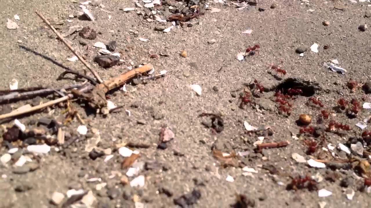 Killer Red Ants taking over California white shoes