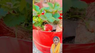 🍓🍓इस्टाबेरी 🍓🍓  #fruit #tarndeng #viral #video #music #mango #viralvideo #viralshorts #new