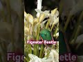 Green Beetle Flies  #insectvideo #macrovideo #insects #nature