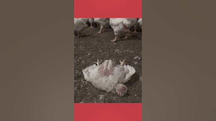 Cosa trovi se cerchi: pollo #shorts