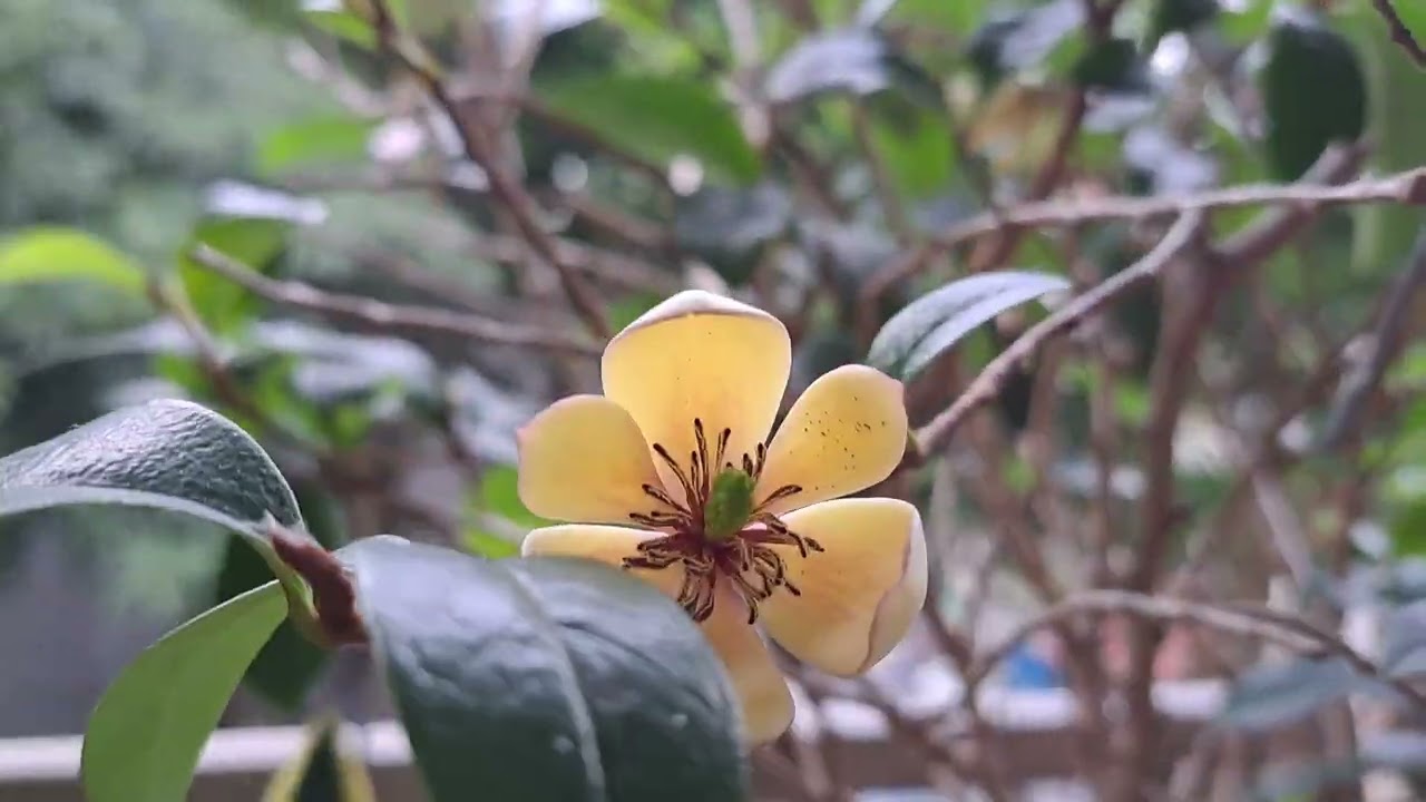 讓住家充滿香氣，超級好照顧的木本植物，含笑花和桂花。