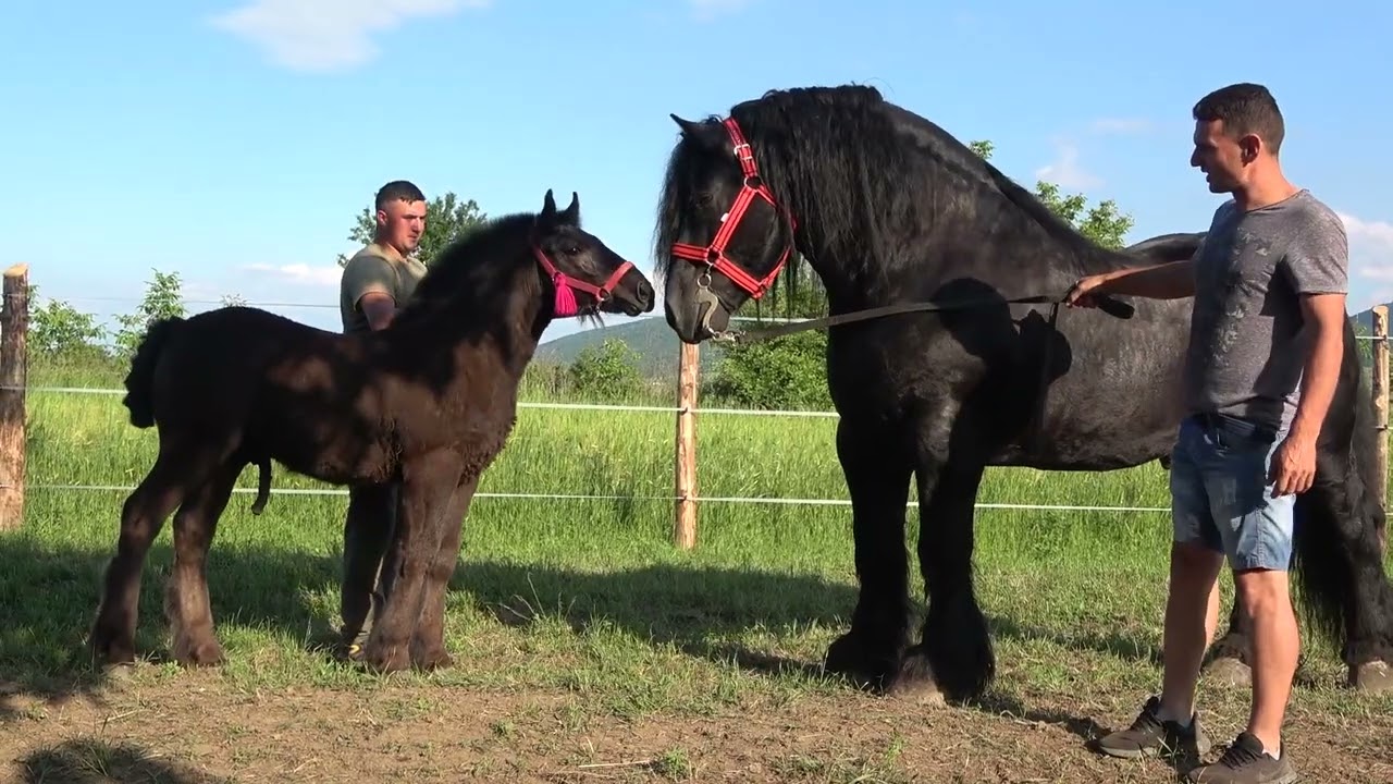 Armasarii lui Lupu Sor de la Orlat, Sibiu 2022 Nou!!!