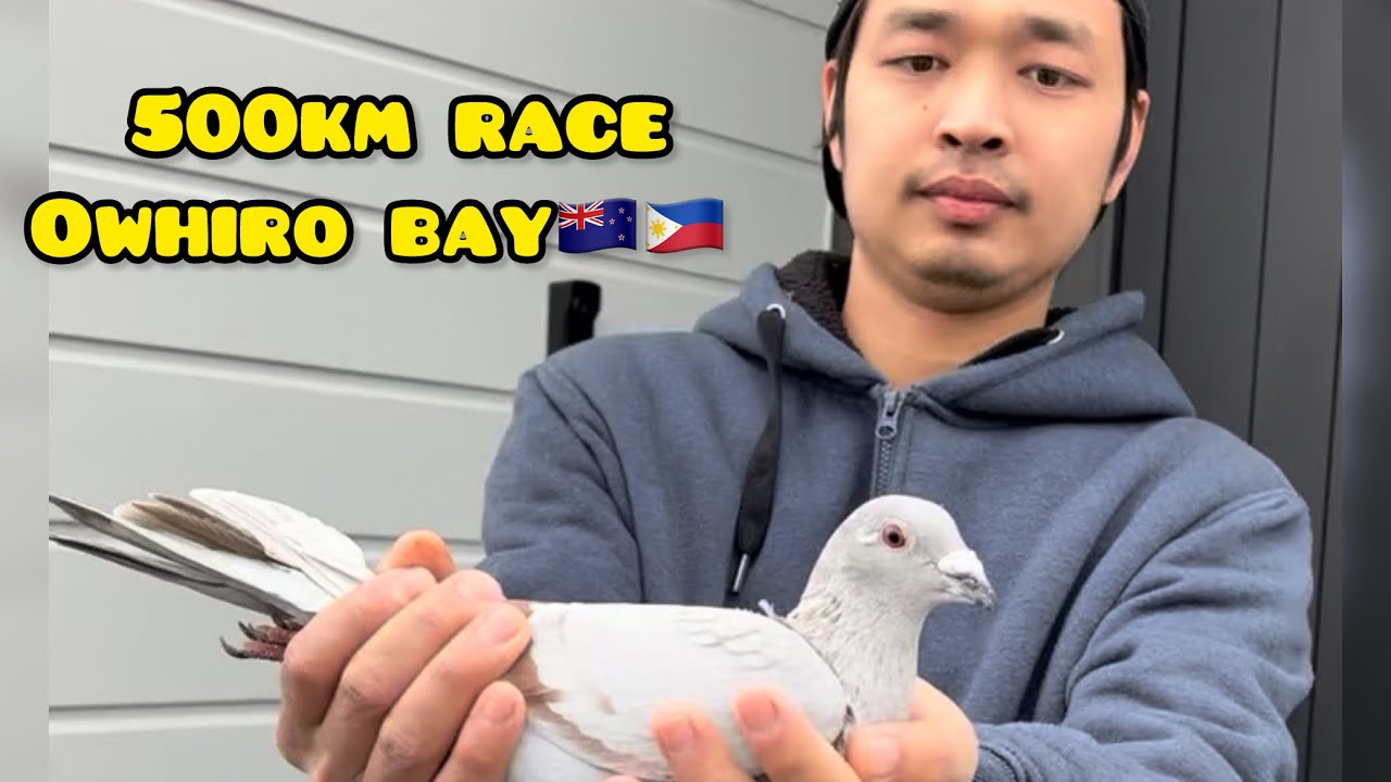500km RACE OWHIRO BAY🇳🇿 STUBBORN LINE SAKALAM GINULAT MOKO I LOVE YOU💪🔥#unoloftpigeonracing 