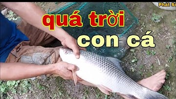 Liệu Đây Có Phải Là Thủy Quái Kênh Lục Bình Lâu Năm Không ?