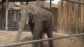 Christie, Painting Elephants S2 E6