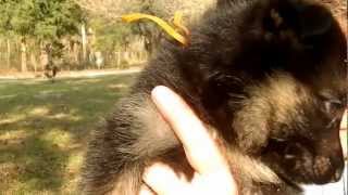 Ocala Florida German Shepherd puppies for sale WDR K9 www.wolvesdenranch.com
