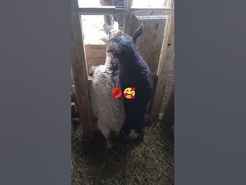 побег из шоушенко🐐 - YouTube