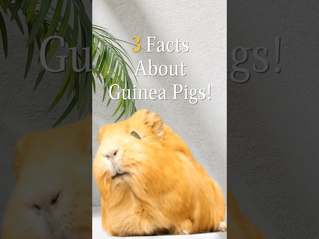 3 Facts about Guinea Pigs! #guineapigs #facts #funfacts class=