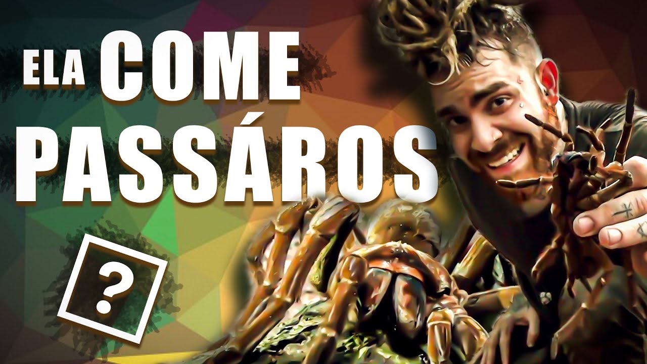 A MAIOR ARANHA DO MUNDO! | VINÍCIUS FERREIRA