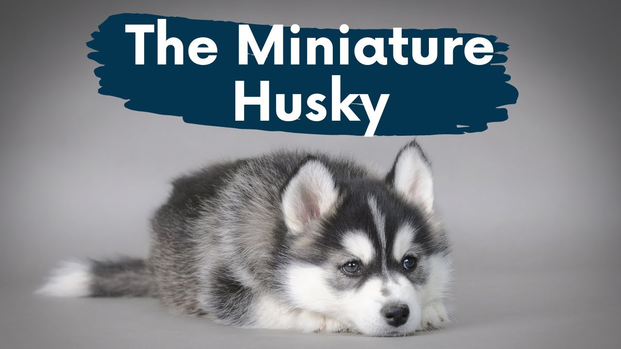 Miniature Husky The Complete