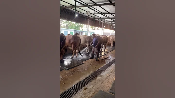 The shepherd always cleans the cow dung with water#bulls #dung #farming #foryou #vairalpost #reelsfb