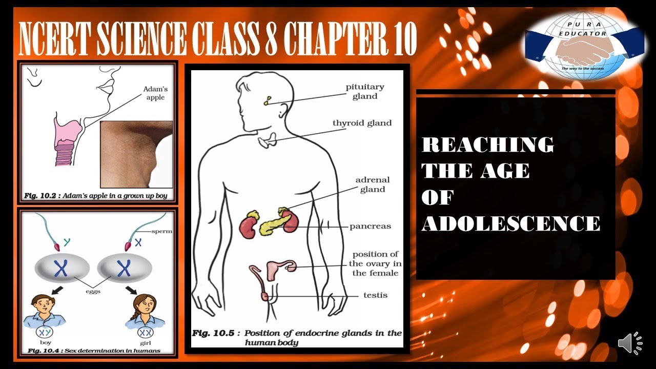 Ncert Science Class 8 Chapter 10 Reaching The Age Of Adolescence For Upsc Ias Pre Uppcs Ssc In