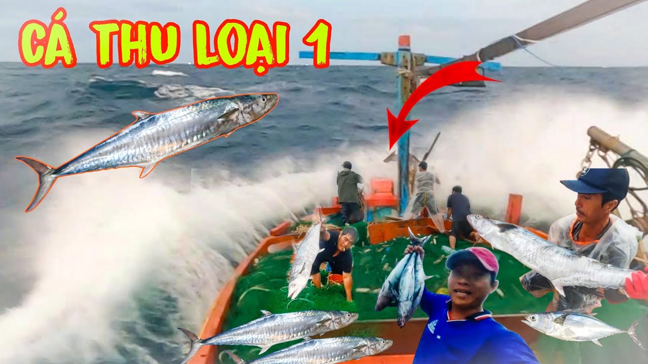 XÙ NỔI 4_TRÚNG MÁNH Gặp Ổ Cá Thu Loại 1_Khi Chạy Hơn 100 Hải Lý Xuống CÔN SƠN Thả Lưới