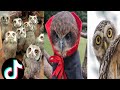 Owl  a funny owls and cute owls compilation randoms on internet