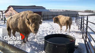 Rare white bison pair becomes “sign of hope” for Alberta First Nation