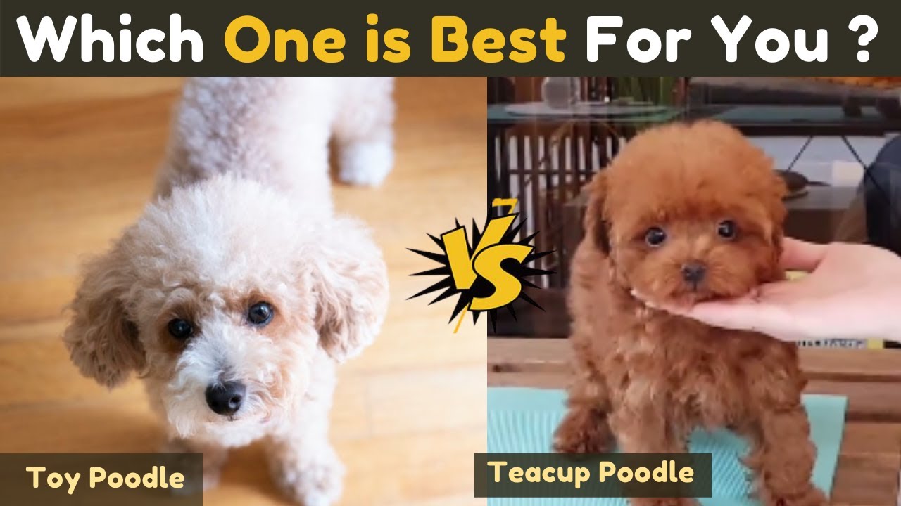 Toy Poodle Vs Teacup