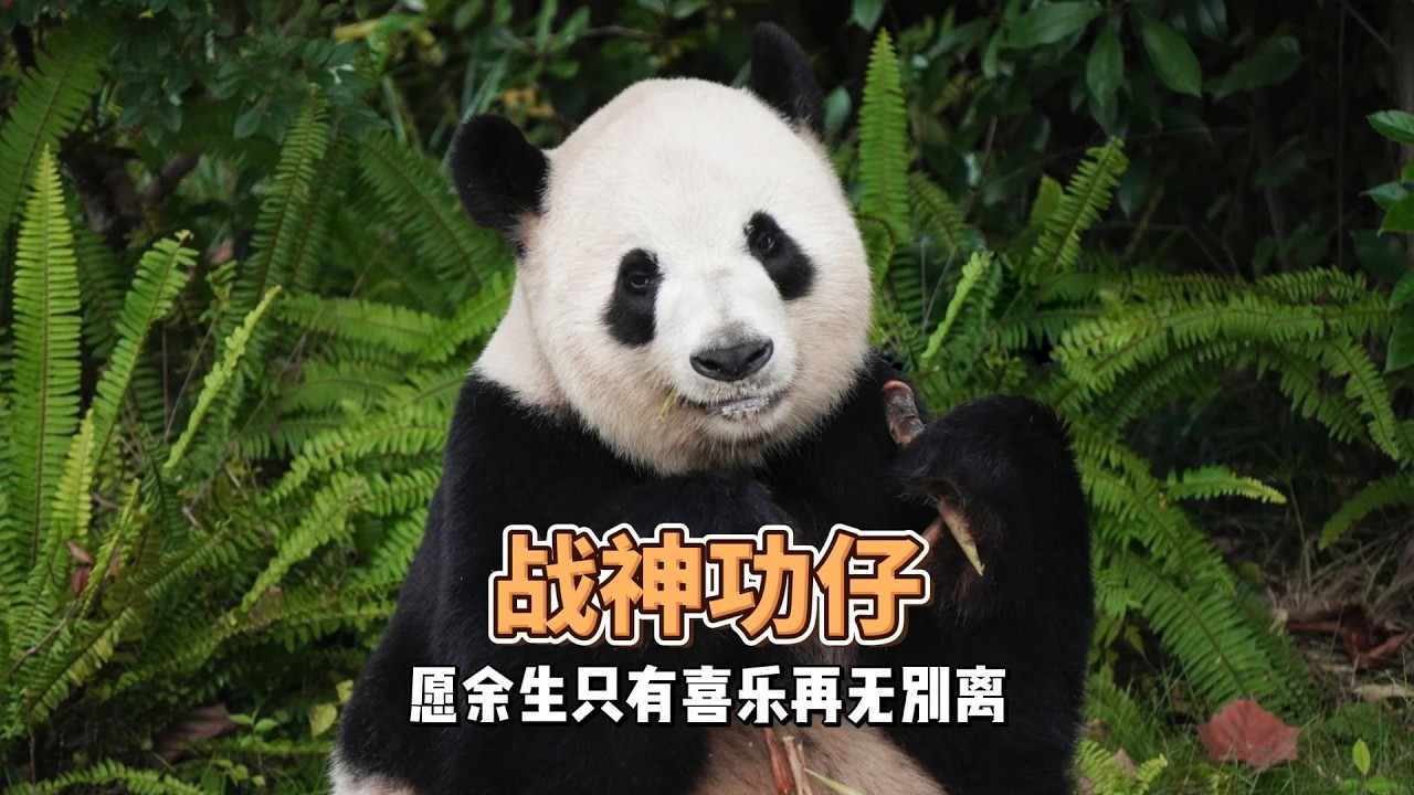 功仔一生未见过儿女却接连承受骨肉别离。身为阿宝原型西区战神，只愿这位伟大的父亲余生平安