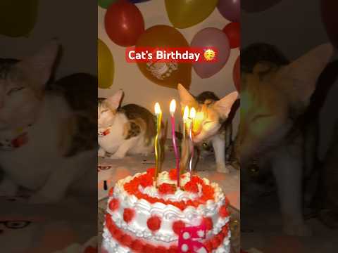 Cat’s Birthday😘😱❤️🥰 #prettycat