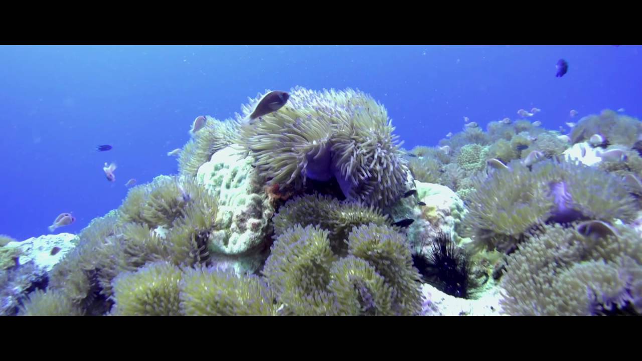 Dreaming Of The Sea Diving Chumphon Pinnacle Koh Tao Thailand YouTube