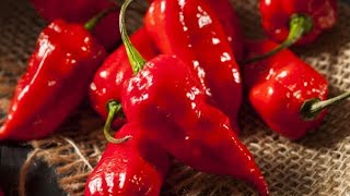 The Truth About The World's Hottest Peppers