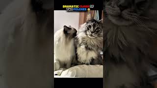 My two cats love drama 😂