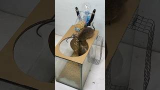 The Idea Of ​​A Homemade Mouse Trap Is Very Cool And Creative Part 1 #Rat #Rattrap #Mousetrap