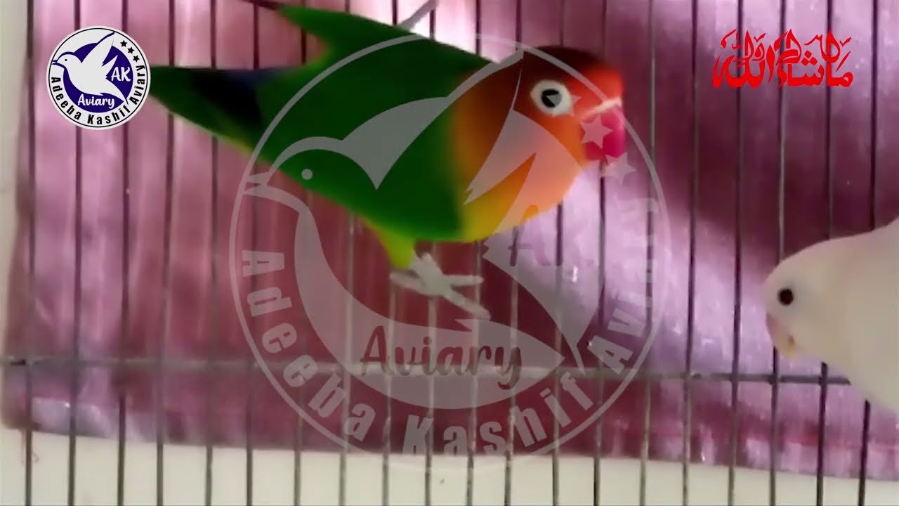 Albino red eyes female Green Fisher male pairing laying eggs first time | 5 August 2024 | @akaviary