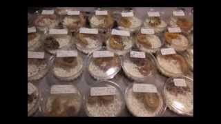 Northwestern Berks Reptile Show. Hamburg Pa April 2013