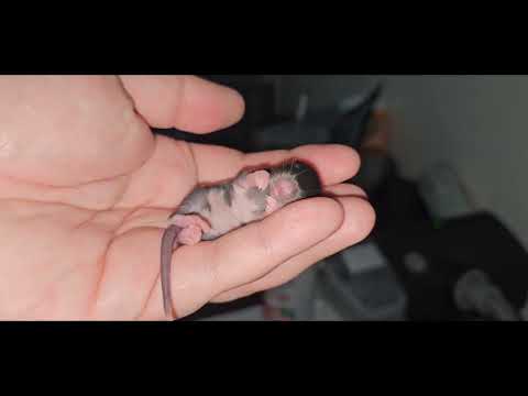 Baby Rat Dreaming
