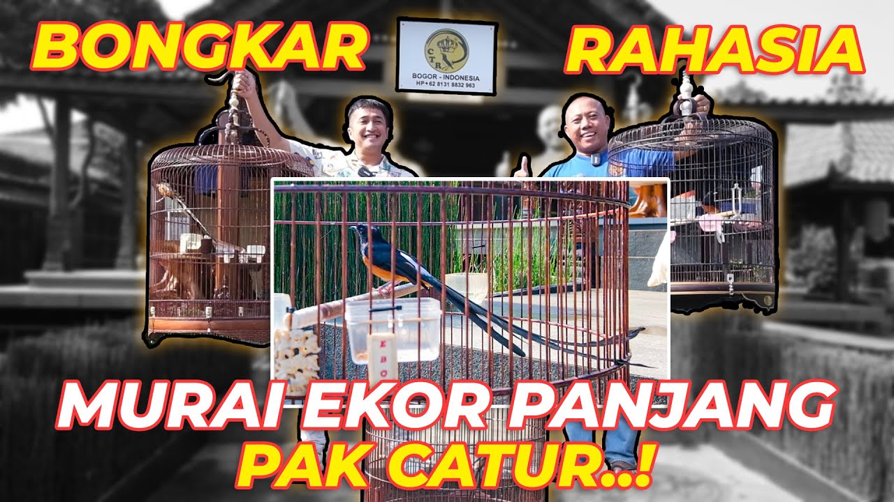 KOK BISA EKOR MURAI BATU PAK CATUR SEPANJANG INI..??
