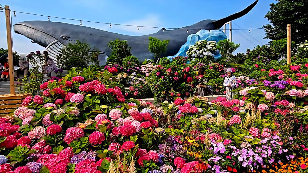 고래문화마을 수국