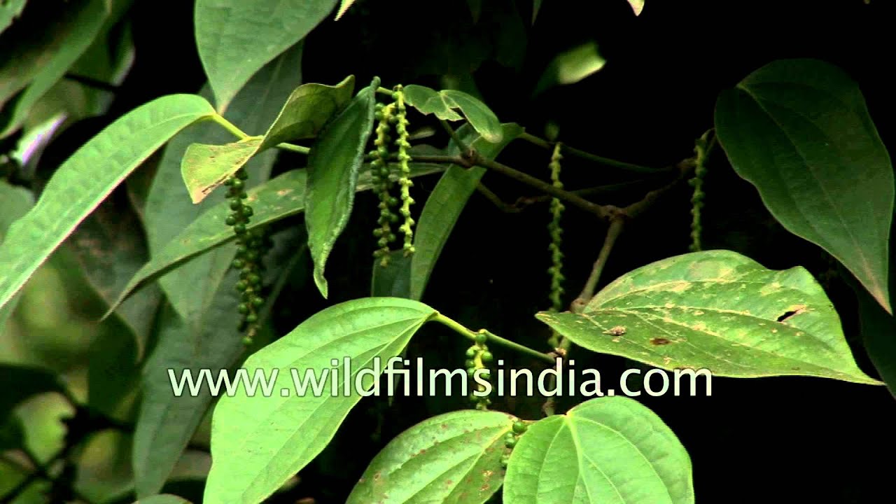 Pepper vines from Piperaceae family grow in Kerala, India YouTube