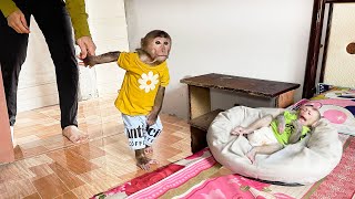 Taka alertly called Mom to help little monkey Tiki wake up