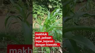 Petani Jagung Sampe Terkencing Kencing..