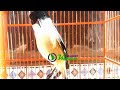 Pancing Dan Rangsang Cendet Anda Dengan Suara Cendet Gacor Ini Mp3 - Mp4 Download