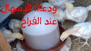 العلاج السريع والسحرى للقضاء على الإسهال البنى عند الفراخ البيضة؟؟القضاء عليه نهائياً