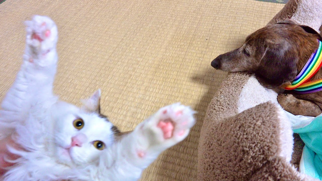 131 когтеточка для кошек за 15 минут