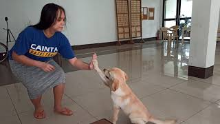4 month old Dog tricks | Sugar the Goldador